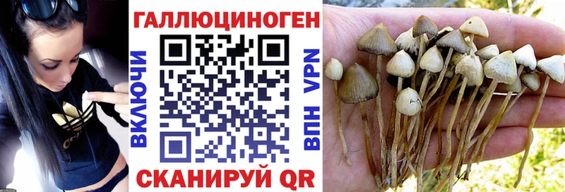 Купить  Клинцы  Галлюциногенные грибы прущие грибы 